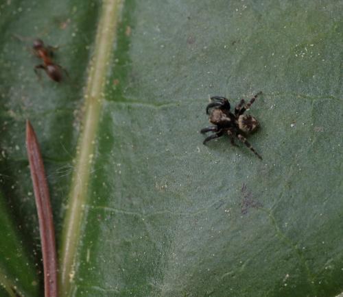 Réf. 242 188 : Pseudeuophrys erratica