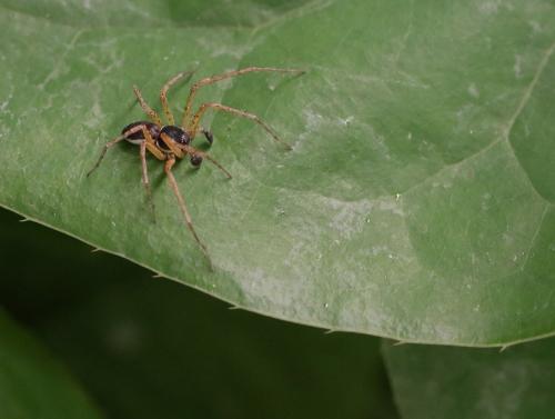 Philodromus dispar
