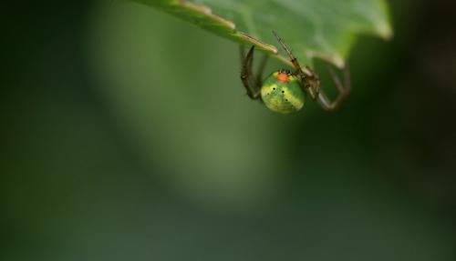 Araniella sp.
