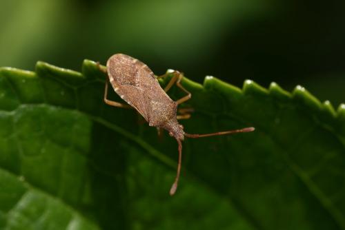 Gonocerus acuteangulatus