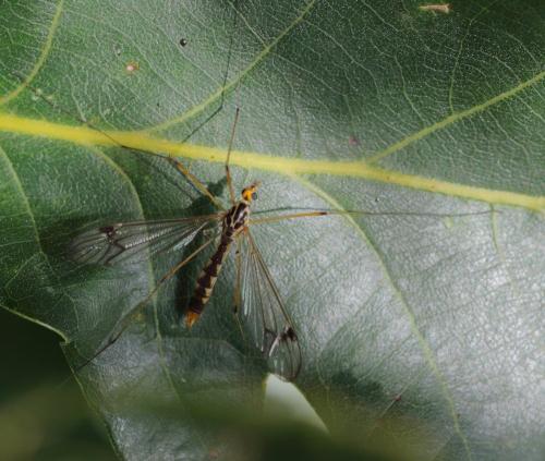 Nephrotoma quadrifaria