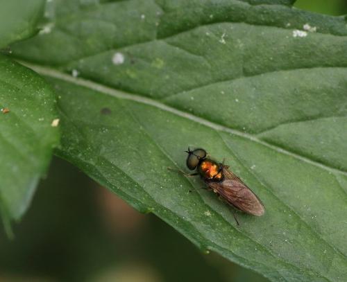Chloromyia formosa