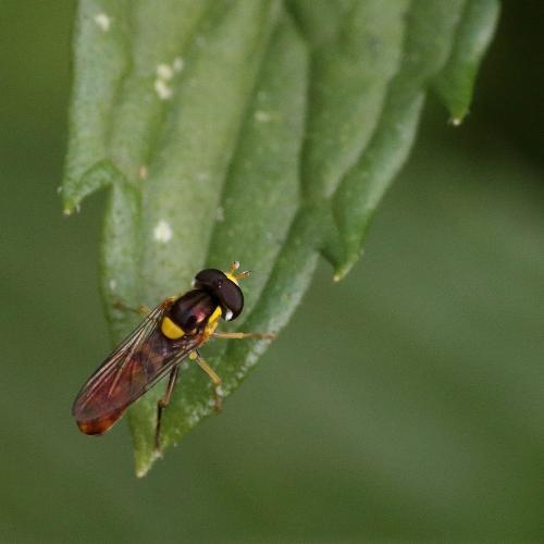 Sphaerophoria rueppelli