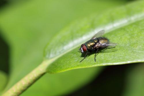 Réf. 242 893 : Lucilia sericata