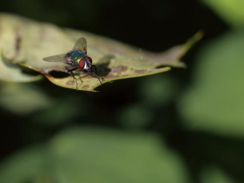 Lucilia sericata