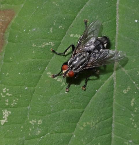 Sarcophaga sp.