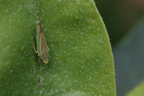 Graphocephala fennahi