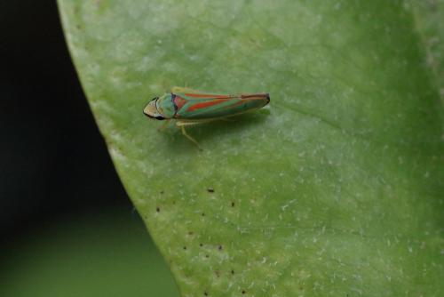 Réf. 242 027 : Graphocephala fennahi