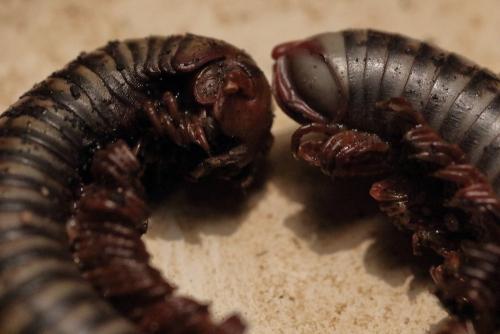 Tonkinbolus dollfusii