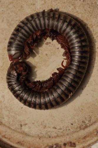 Tonkinbolus dollfusii