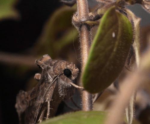 Chrysodeixis chalcites