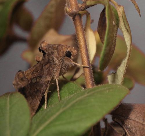Chrysodeixis chalcites
