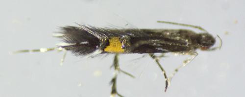 Réf. 242 097 : Cosmopterix pulchrimella