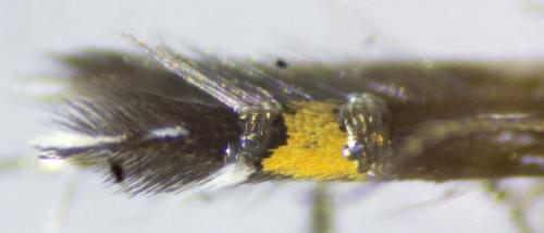 Réf. 242 098 : Cosmopterix pulchrimella