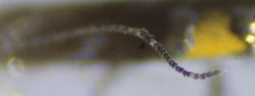Réf. 242 099 : Cosmopterix pulchrimella