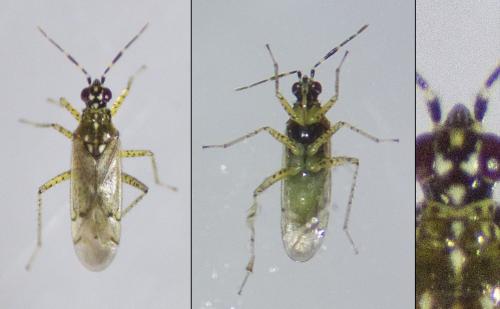 Réf. 242 768 : Dicyphus sp.