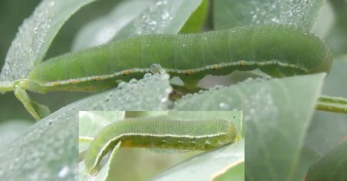 Colias croceus
