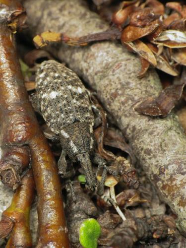 Lepyrus variegatus