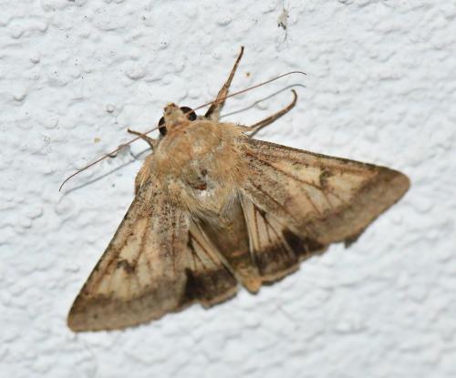 Réf. 242 144 : Helicoverpa armigera