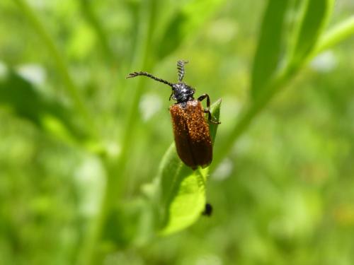 Drilus flavescens