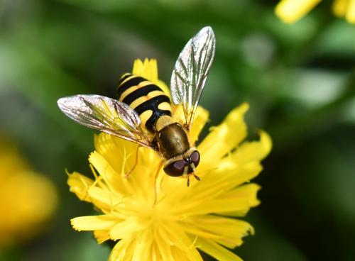 Syrphus vitripennis