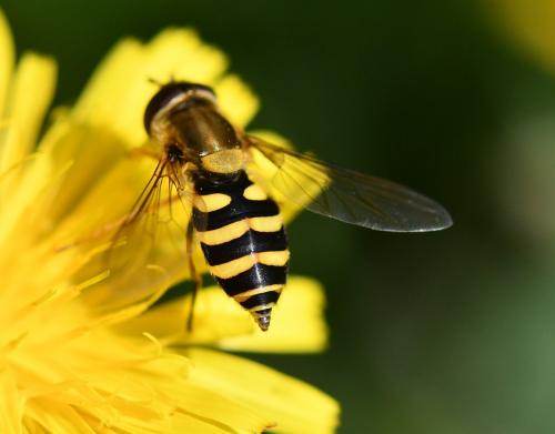 Syrphus vitripennis