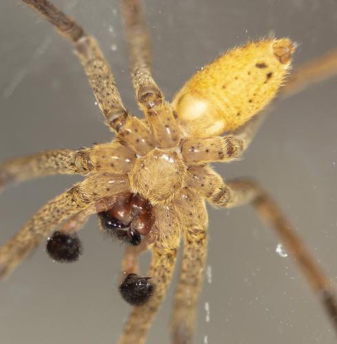 Zoropsis spinimana