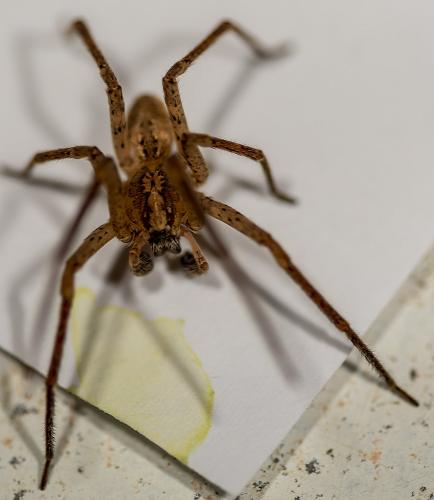 Zoropsis spinimana