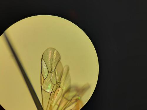 Diadegma erucator
