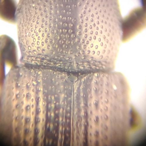 Phloeophagus lignarius