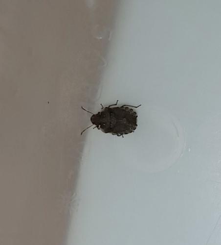 Réf. 242 470 : Sciocoris sp.