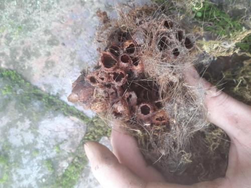 Bombus sp.