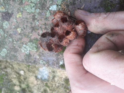 Bombus sp.