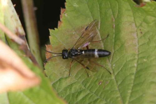 Emphytus cinctus