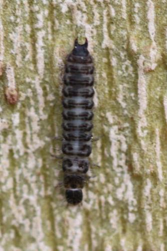 Dasytes sp.