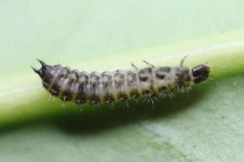 Dasytes sp.