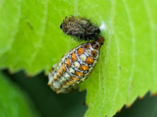 Melitaea didyma