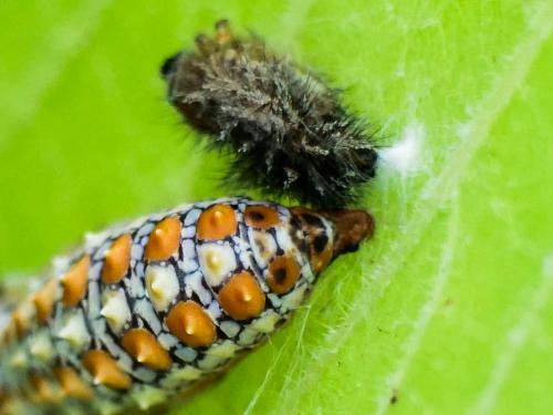 Melitaea didyma