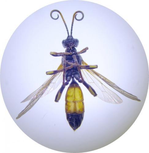 Réf. 242 542 : Ichneumon stramentor