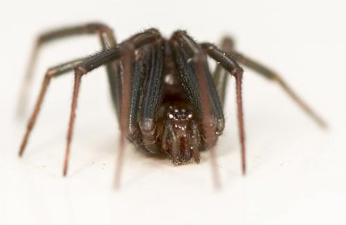 Steatoda grossa