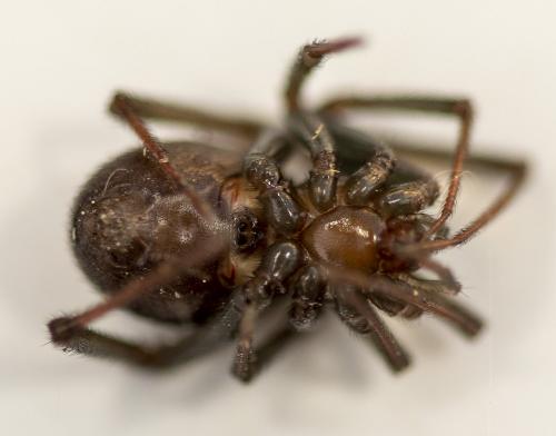 Steatoda grossa