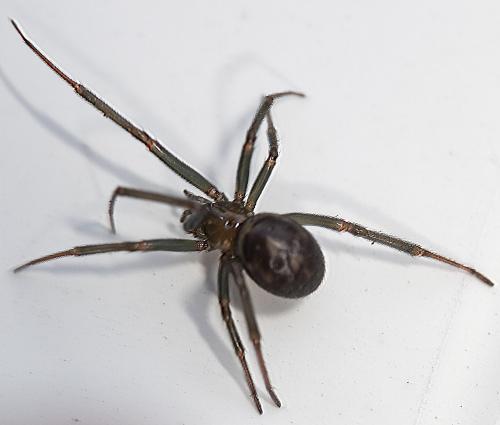 Steatoda grossa