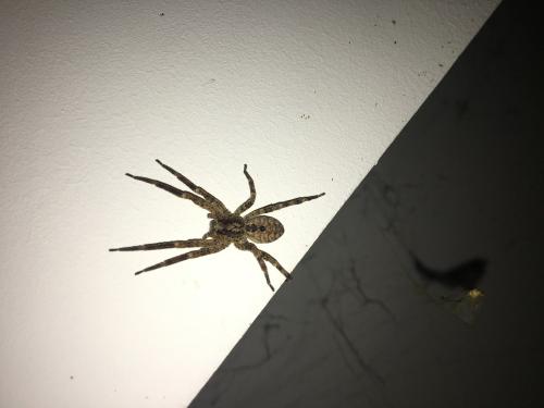 Zoropsis spinimana