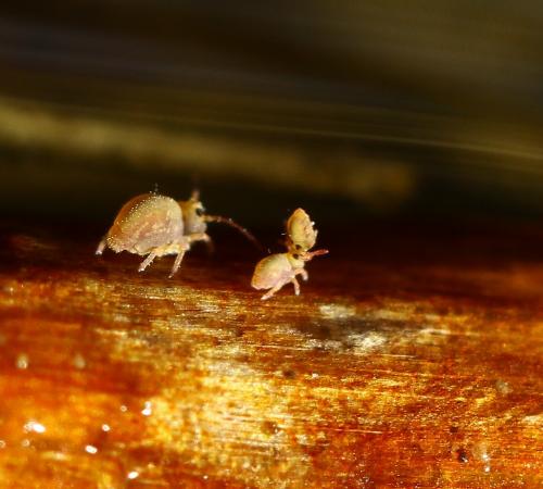 Sminthurides aquaticus