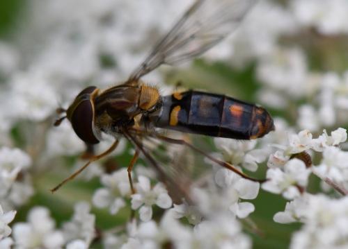 Episyrphus balteatus