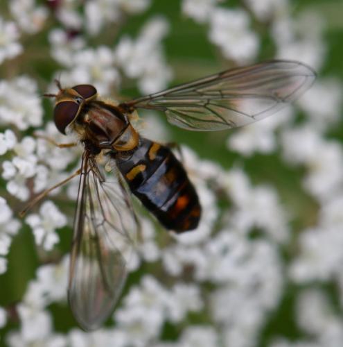 Réf. 242 977 : Episyrphus balteatus