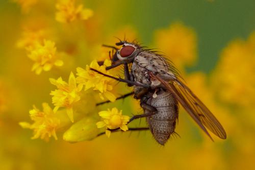 Anthomyia confusanea