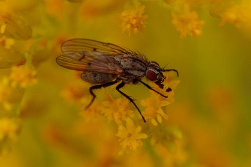 Anthomyia confusanea