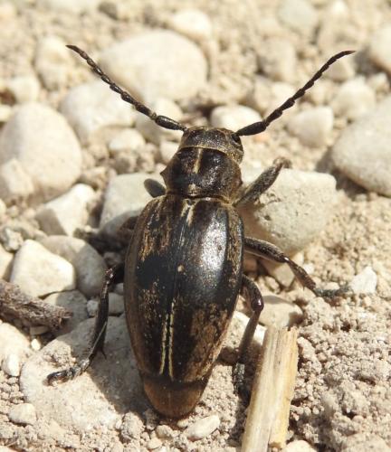 Réf. 242 852 : Dorcadion etruscum