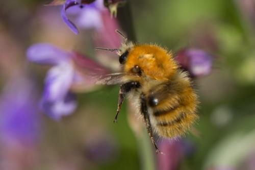 Réf. 242 734 : Bombus pascuorum